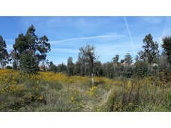 Terreno R�stico T0 - Eixo, Aveiro, Aveiro - Miniatura: 2/13