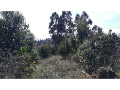 Terreno R�stico T0 - Eixo, Aveiro, Aveiro - Miniatura: 4/13