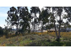 Terreno R�stico T0 - Eixo, Aveiro, Aveiro - Miniatura: 7/13
