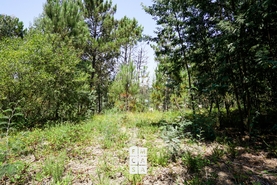 Terreno R�stico T0 - Nogueira do Cravo, Oliveira de Azem�is, Aveiro - Miniatura: 2/5