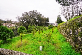 Terreno Urbano T0 - Vila de Cucuj�es, Oliveira de Azem�is, Aveiro - Miniatura: 13/22