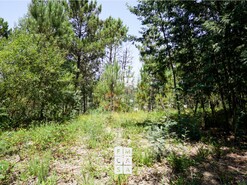 Terreno R�stico T0 - Nogueira do Cravo, Oliveira de Azem�is, Aveiro - Miniatura: 5/8