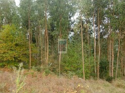 Terreno R�stico T0 - Nogueira do Cravo, Oliveira de Azem�is, Aveiro - Miniatura: 5/8