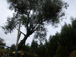 Terreno R�stico T0 - Nogueira do Cravo, Oliveira de Azem�is, Aveiro - Miniatura: 8/8