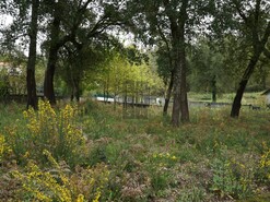 Terreno R�stico T0 - Macieira de Cambra, Vale de Cambra, Aveiro - Miniatura: 2/18