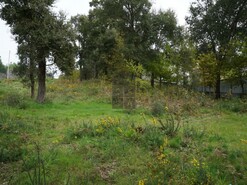 Terreno R�stico T0 - Macieira de Cambra, Vale de Cambra, Aveiro - Miniatura: 5/18
