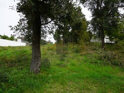 Terreno R�stico T0 - Macieira de Cambra, Vale de Cambra, Aveiro - Miniatura: 9/18