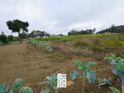 Terreno R�stico T0 - Mosteir�, Santa Maria da Feira, Aveiro - Miniatura: 14/14