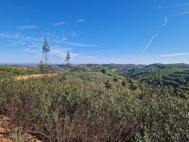Terreno R�stico - Tavira, Tavira, Faro (Algarve) - Imagem grande
