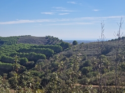 Terreno R�stico - Tavira, Tavira, Faro (Algarve) - Miniatura: 4/9