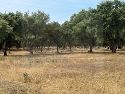Terreno Rstico - Quinta do Anjo, Palmela, Setbal