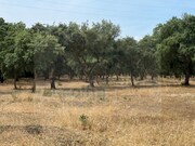 Terreno Rstico - Quinta do Anjo, Palmela, Setbal - Miniatura: 7/7