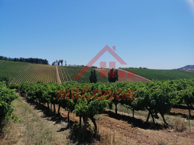 Terreno Urbano - Freiria, Torres Vedras, Lisboa - Imagem grande