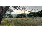 Terreno R�stico - Carvoeira TVD, Torres Vedras, Lisboa - Miniatura: 6/9