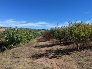 Terreno R�stico - Azueira, Mafra, Lisboa - Miniatura: 8/9