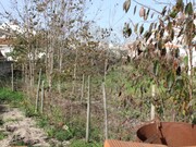 Terreno Urbano - Vila Nova de Milfontes, Odemira, Beja - Miniatura: 2/2