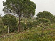 Quinta - So Bartolomeu de Messines, Silves, Faro (Algarve) - Miniatura: 8/9