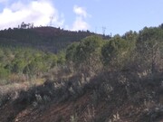 Terreno Rstico - So Marcos da Serra, Silves, Faro (Algarve) - Miniatura: 1/9