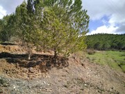 Terreno Rstico - So Marcos da Serra, Silves, Faro (Algarve) - Miniatura: 4/9