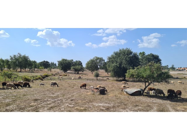 Quinta T0 - S�o Domingos, Santiago do Cac�m, Set�bal - Imagem grande