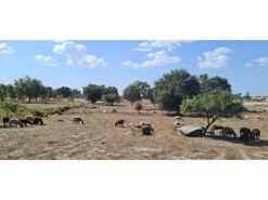 Quinta T0 - S�o Domingos, Santiago do Cac�m, Set�bal