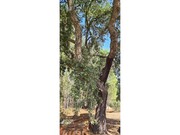 Quinta T0 - S�o Domingos, Santiago do Cac�m, Set�bal - Miniatura: 5/8