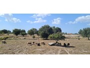 Quinta T0 - S�o Domingos, Santiago do Cac�m, Set�bal - Miniatura: 6/8