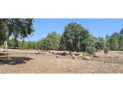 Quinta T0 - S�o Domingos, Santiago do Cac�m, Set�bal - Miniatura: 8/8