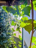 Moradia T3 - Amarante, Amarante, Porto - Miniatura: 21/55