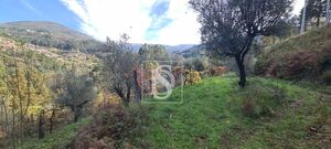 Terreno R�stico - Candemil, Amarante, Porto - Miniatura: 7/17