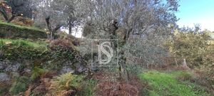 Terreno R�stico - Candemil, Amarante, Porto - Miniatura: 8/17
