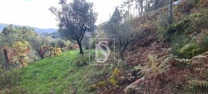 Terreno R�stico - Candemil, Amarante, Porto - Miniatura: 10/17