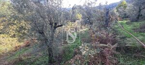 Terreno R�stico - Candemil, Amarante, Porto - Miniatura: 11/17