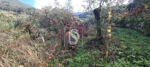 Terreno R�stico - Candemil, Amarante, Porto - Miniatura: 15/17