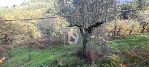 Terreno R�stico - Candemil, Amarante, Porto - Miniatura: 17/17