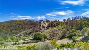 Terreno R�stico - Grilo, Bai�o, Porto - Miniatura: 24/40