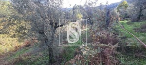 Terreno Rstico T0 - Candemil, Amarante, Porto - Miniatura: 10/17