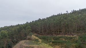 Terreno R�stico - Vandoma, Paredes, Porto - Miniatura: 3/24