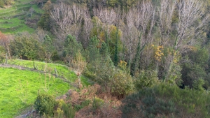 Terreno R�stico - Ansi�es, Amarante, Porto - Miniatura: 3/9