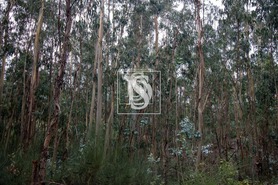 Terreno Rstico T0 - JAZENTE, Amarante, Porto - Miniatura: 9/15
