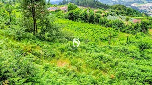 Terreno R�stico - Salvador do Monte, Amarante, Porto - Miniatura: 5/12