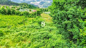 Terreno R�stico - Salvador do Monte, Amarante, Porto - Miniatura: 6/12