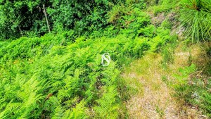 Terreno R�stico - Salvador do Monte, Amarante, Porto - Miniatura: 11/12