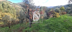 Terreno Rstico T0 - Candemil, Amarante, Porto - Miniatura: 9/17