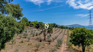 Terreno R�stico - Poiares, Peso da R�gua, Vila Real - Miniatura: 9/13