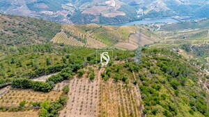 Terreno R�stico - Poiares, Peso da R�gua, Vila Real - Miniatura: 11/13