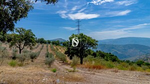 Terreno R�stico - Poiares, Peso da R�gua, Vila Real - Miniatura: 13/13