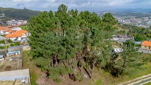 Terreno R�stico - Fregim, Amarante, Porto - Miniatura: 3/25