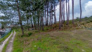 Terreno R�stico - Fregim, Amarante, Porto - Miniatura: 22/25