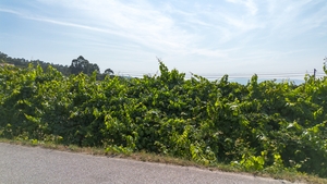 Terreno R�stico - Gouveia (S�o Sim�o), Amarante, Porto - Miniatura: 21/24